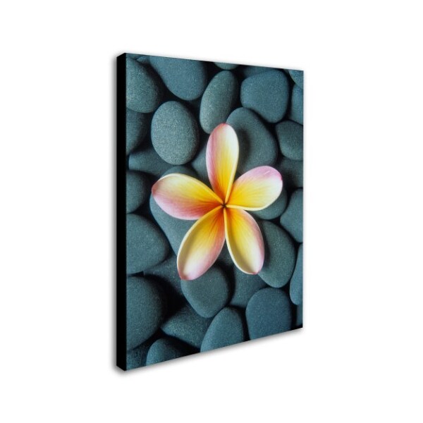 David Evans 'Plumeria & Pebbles 5' Canvas Art,14x19